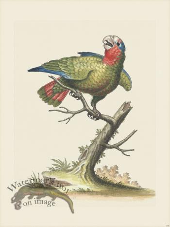 Edwards 166 White-headed Parrot